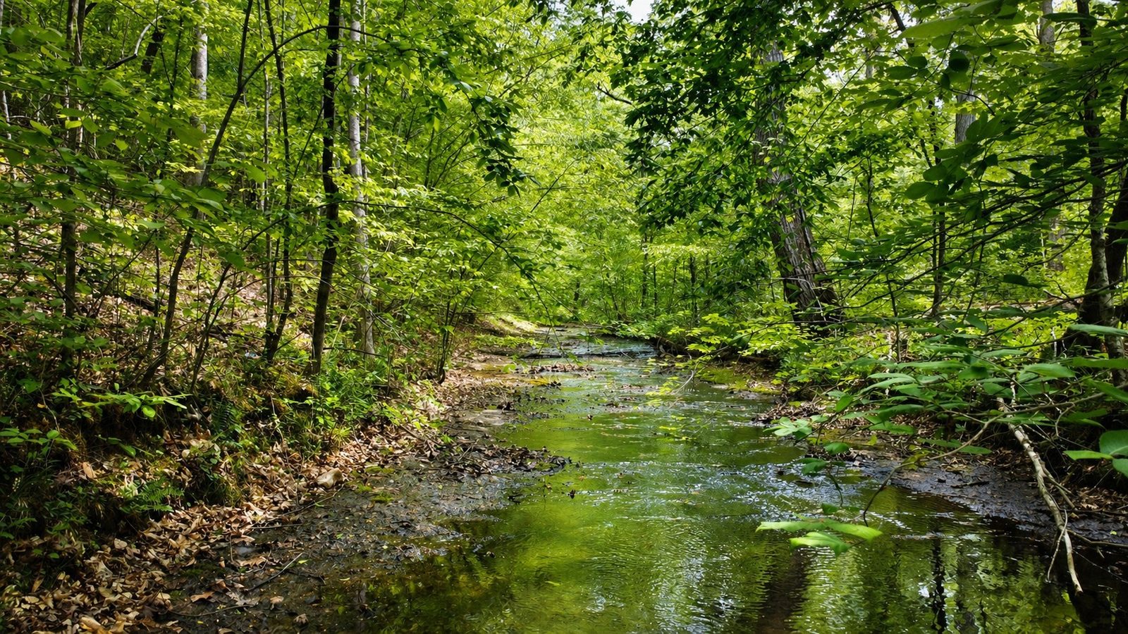 The year round creek winding through the wooded hollow below the estate